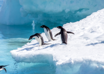 CLIMATE: NO INCREASE IN ANTARCTIC TEMPERATURE FOR LAST SEVEN DECADES
