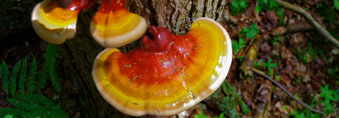 THE MASTER HEALER IS THE REISHI MUSHROOM