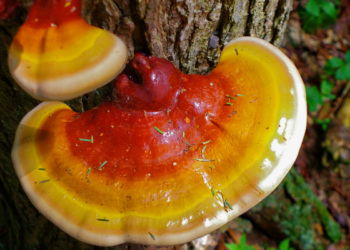 THE MASTER HEALER IS THE REISHI MUSHROOM