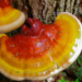 THE MASTER HEALER IS THE REISHI MUSHROOM