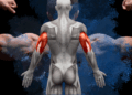 SKELETAL MUSCLE AND HEALTH: AN INTRODUCTION