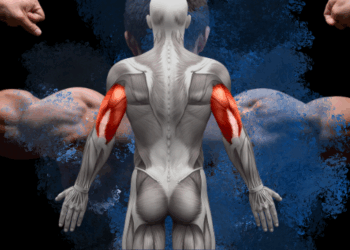 SKELETAL MUSCLE AND HEALTH: AN INTRODUCTION